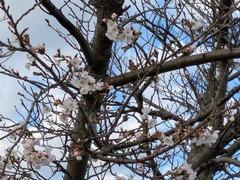 PXL_20260330_222517311.MP