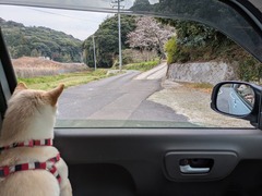 PXL_20260330_052244214.MP