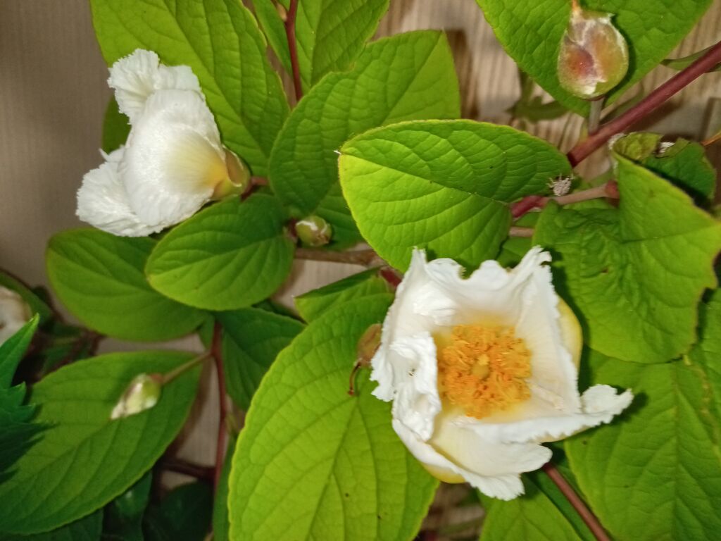 折おりの記:ちっちゃな話ー231<夏椿><今年の川柳><カラフルな色? これは何?> ’24
