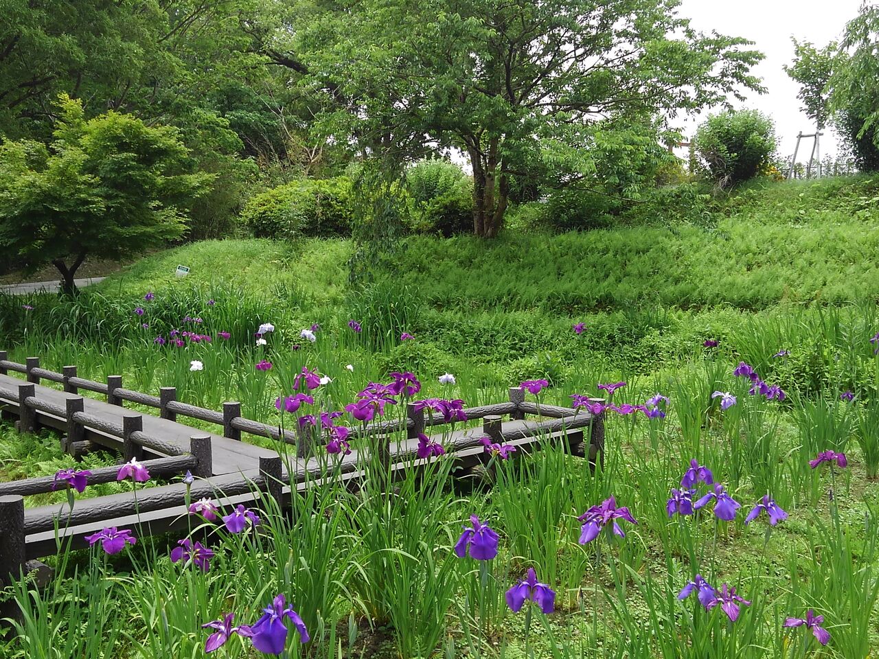 滑川 行田公園 菖蒲 21 折おりの記 滑川 行田公園 菖蒲 21 折おりの記