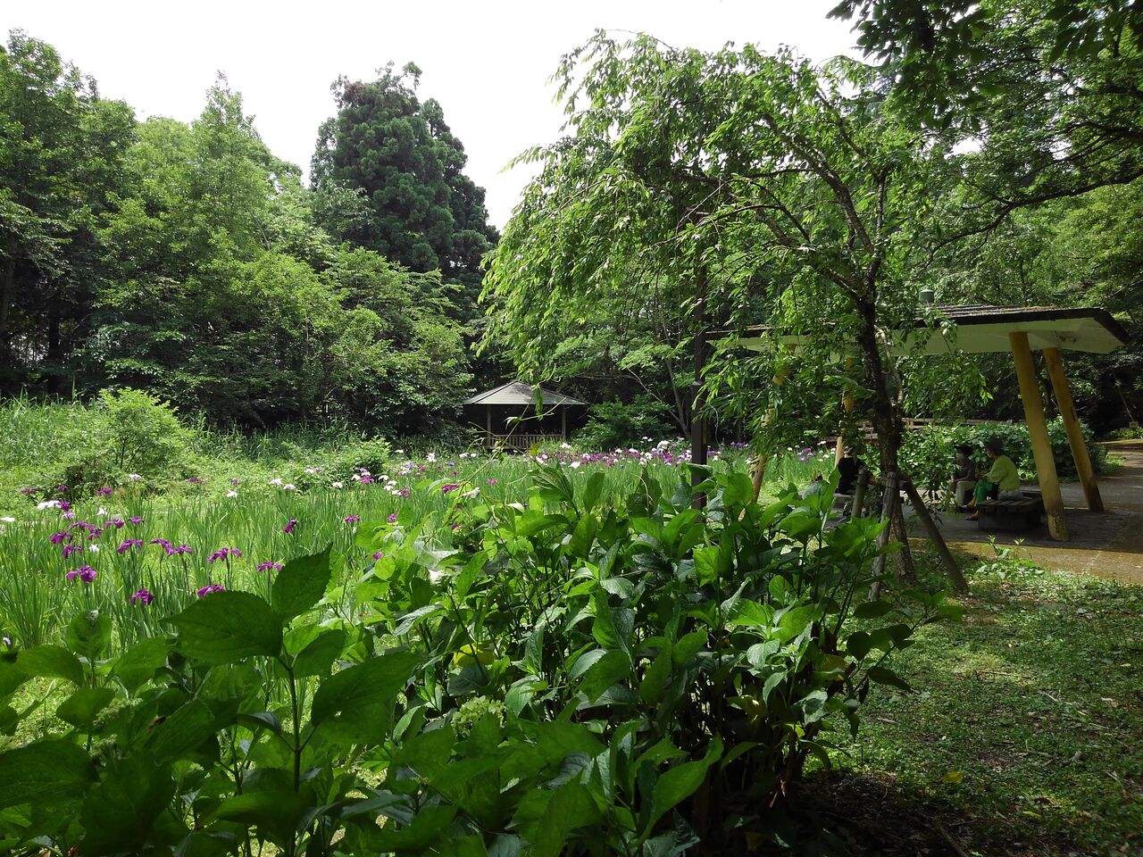 滑川 行田公園 菖蒲 21 折おりの記 滑川 行田公園 菖蒲 21 折おりの記