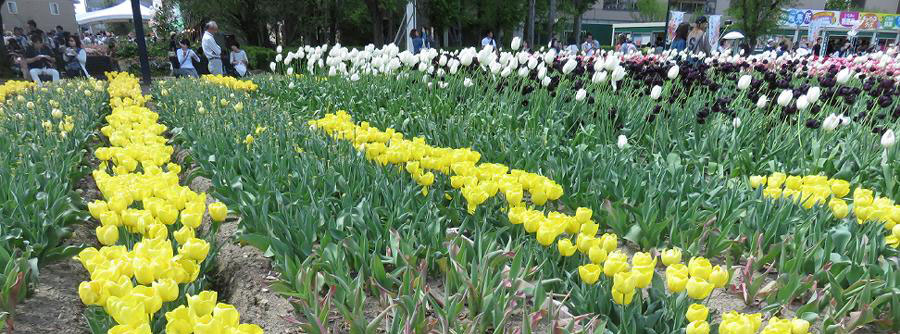 ﾁｭｰﾘｯﾌﾟﾌｪｱｰ 16 折おりの記