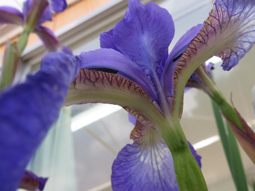 花菖蒲 あやめ 杜若 匂い菖蒲 折おりの記 花菖蒲 あやめ 杜若 匂い菖蒲 折おりの記