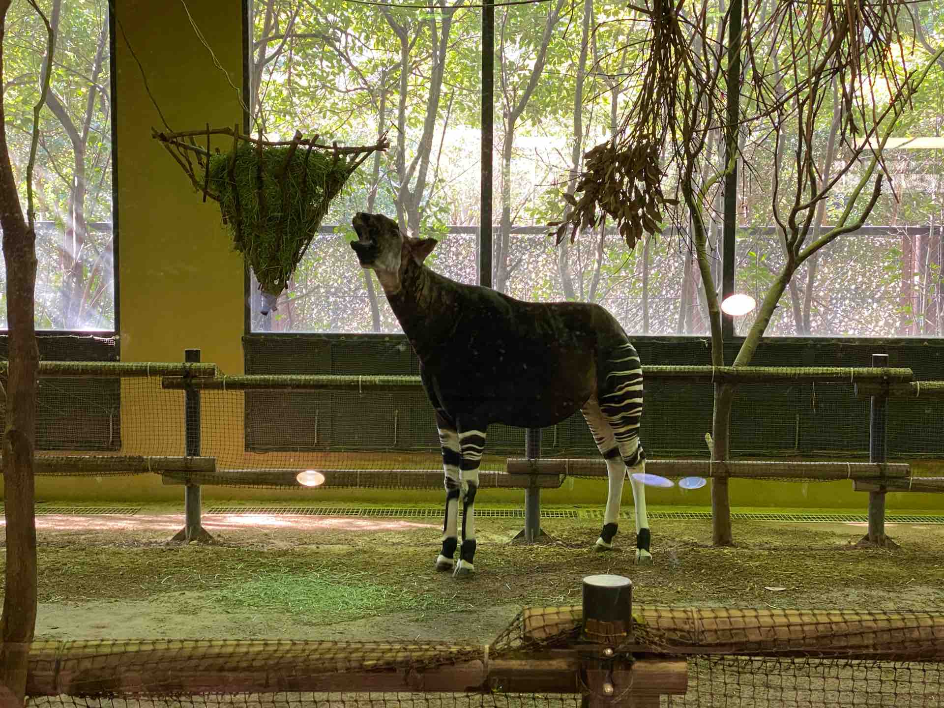 よこはま動物園ズーラシア Sotomayor Blog