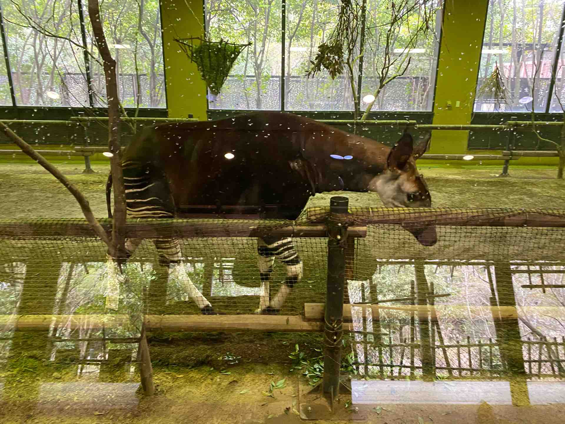 よこはま動物園ズーラシア Sotomayor Blog