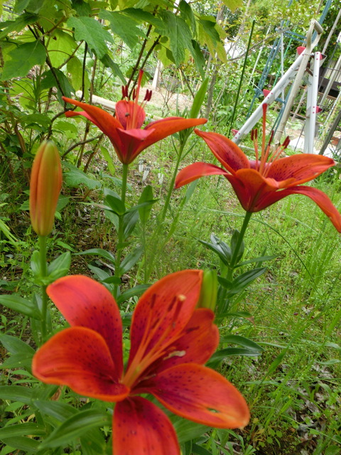 CIMG0455