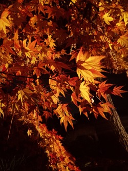 紅葉5