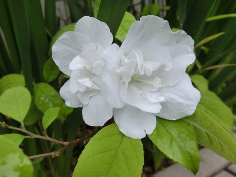 CIMG0385