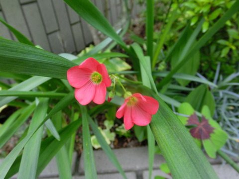 CIMG0448