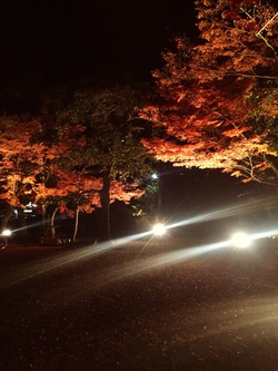 紅葉2