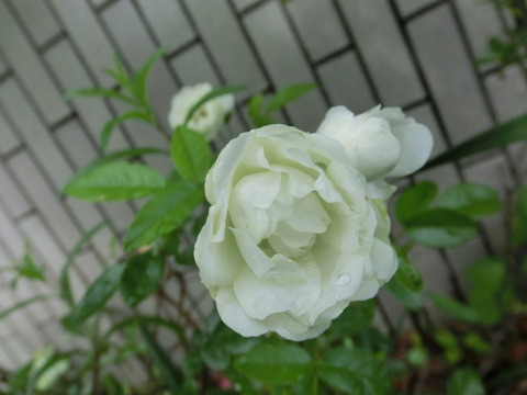 CIMG0476
