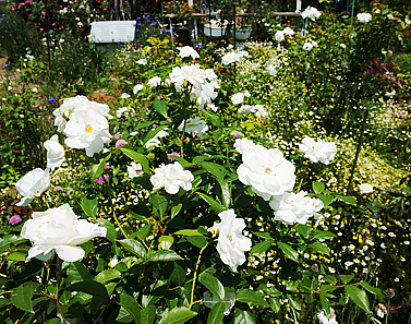 DSC05255