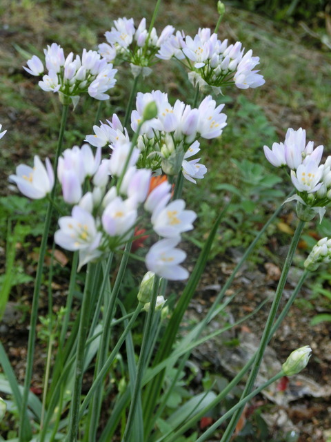 CIMG0412