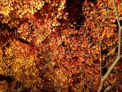 紅葉4