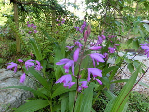 CIMG0411