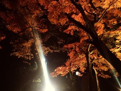 紅葉3
