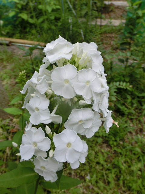 53