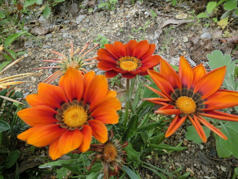 CIMG0460