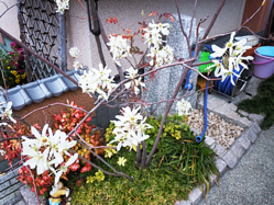 DSCN0007