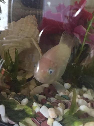 金魚２