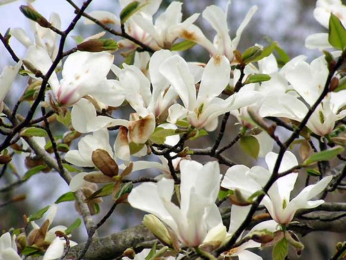 コブシの花