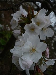 P1000805