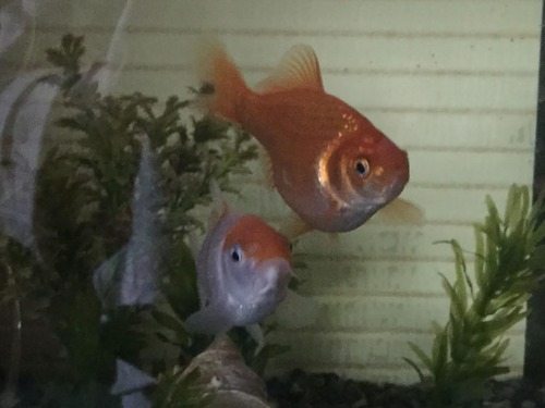 金魚５