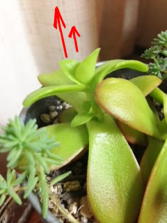 たにく４