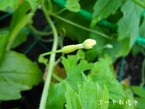 DSC00576