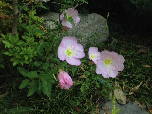 image1