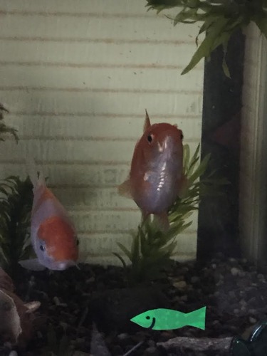 金魚１