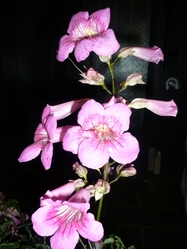 58e877ff.JPG