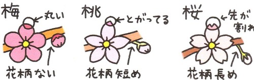 梅　桃　桜