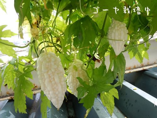 DSCN2333