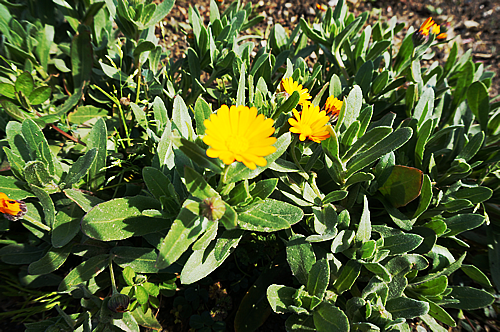DSC02585