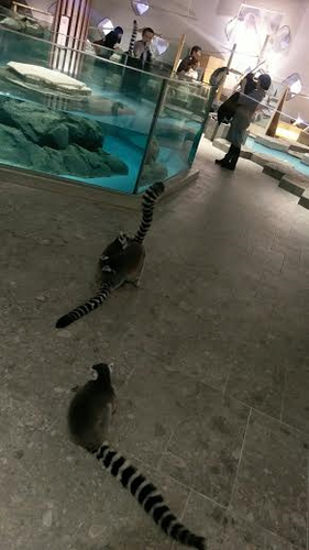 エキスポ13