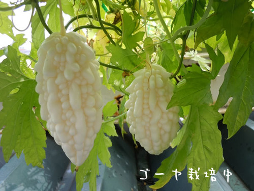 DSCN2334