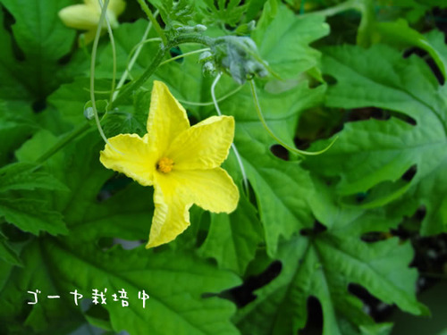 DSC00577