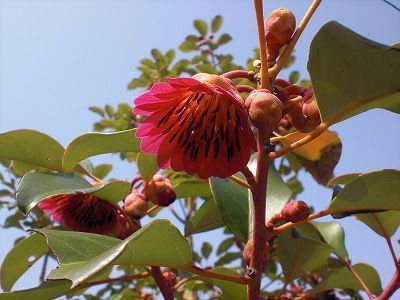 ロドレイア花