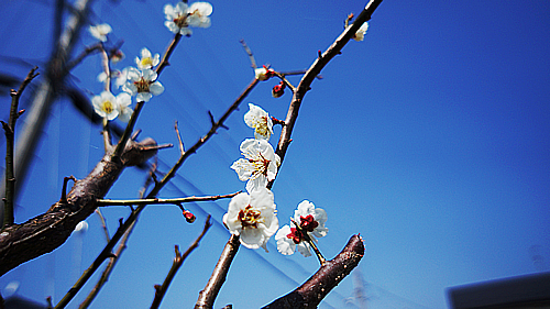 DSC02906