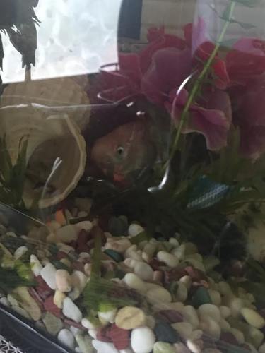 金魚１