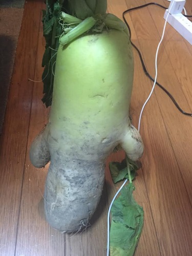 だいこん