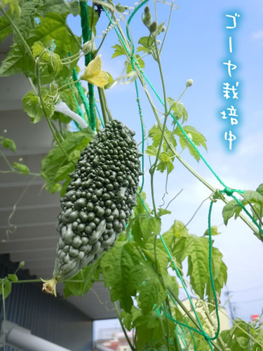 DSCN2335