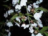 ガーデン　庭の「夜桜」