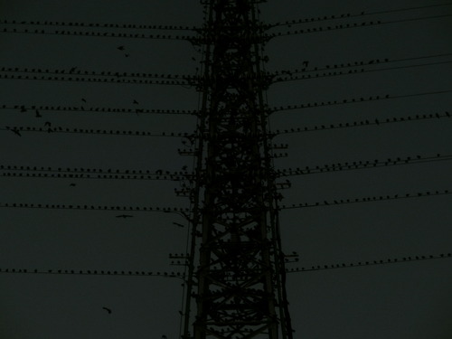 CIMG7667