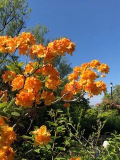 IMG_0452