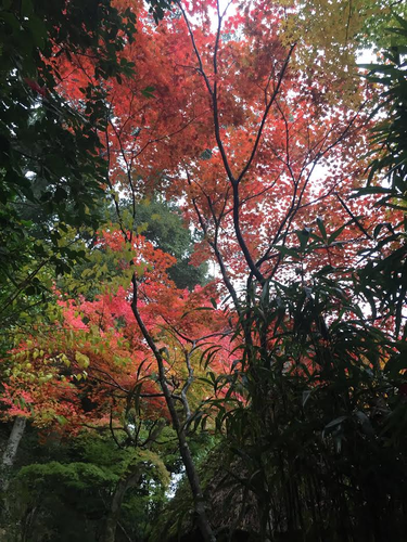 鈴虫１