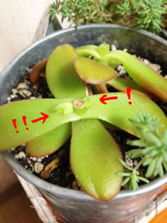 たにく３