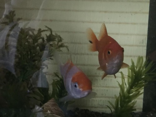金魚３