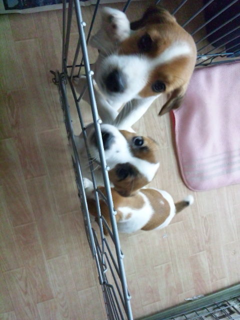 パピパピにて Sotto Voce